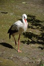Stork standing on one Leg